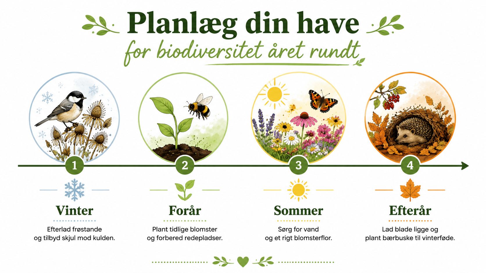 En infografik der illustrerer fire trin til at fremme biodiversitet i haven året rundt gennem årstiderne.