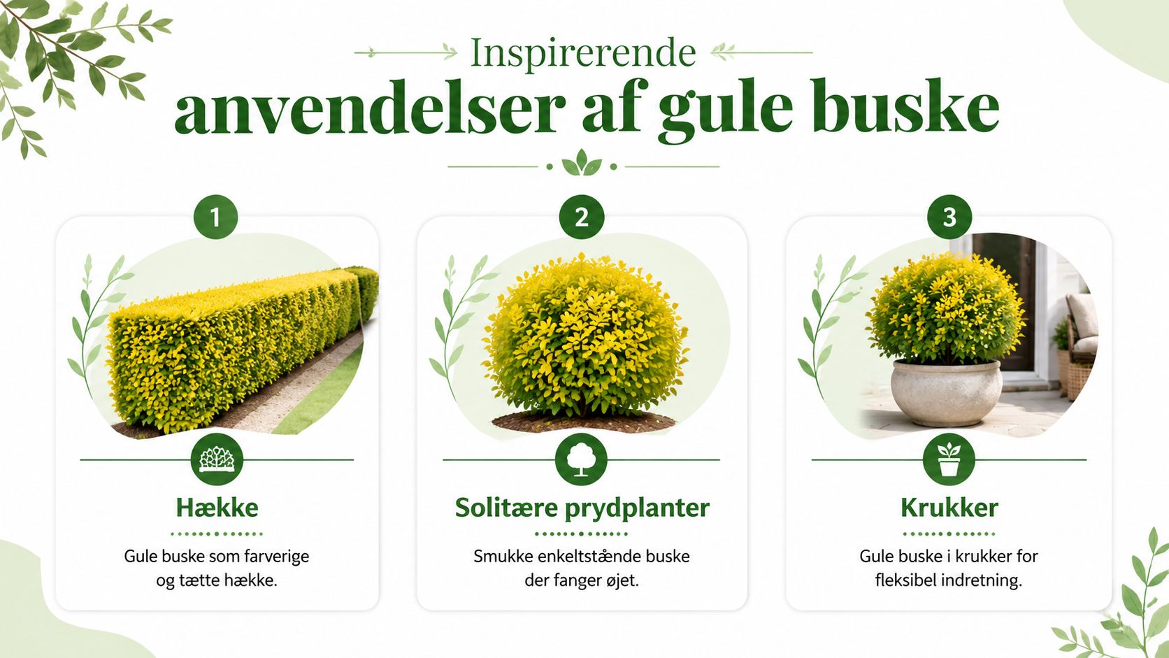 En infografik der viser tre måder at bruge buske med gule blade i haven på.