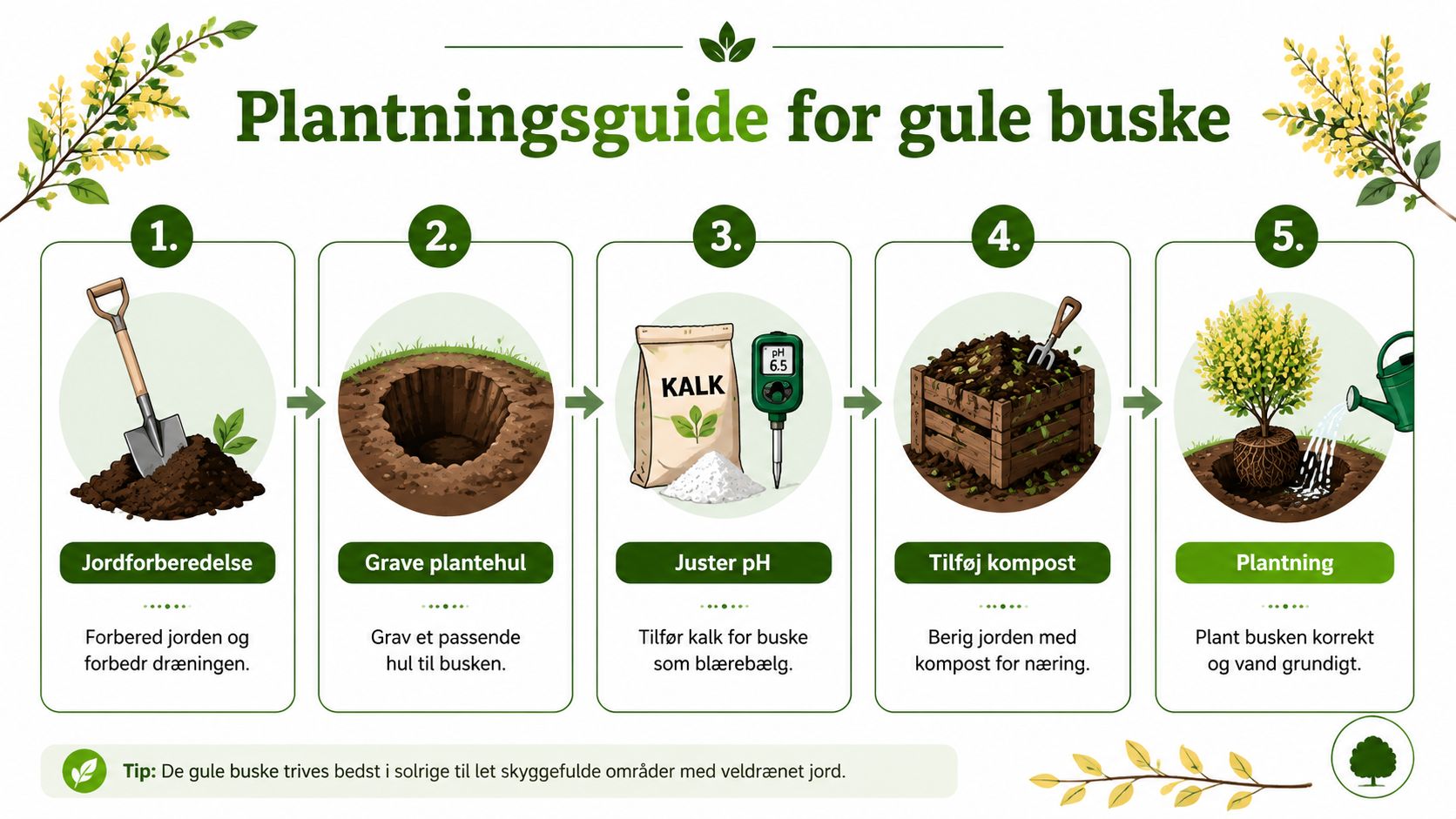 En fem-trins vejledning til plantning af buske med gule blomster, herunder jordforberedelse, gravning og vanding.